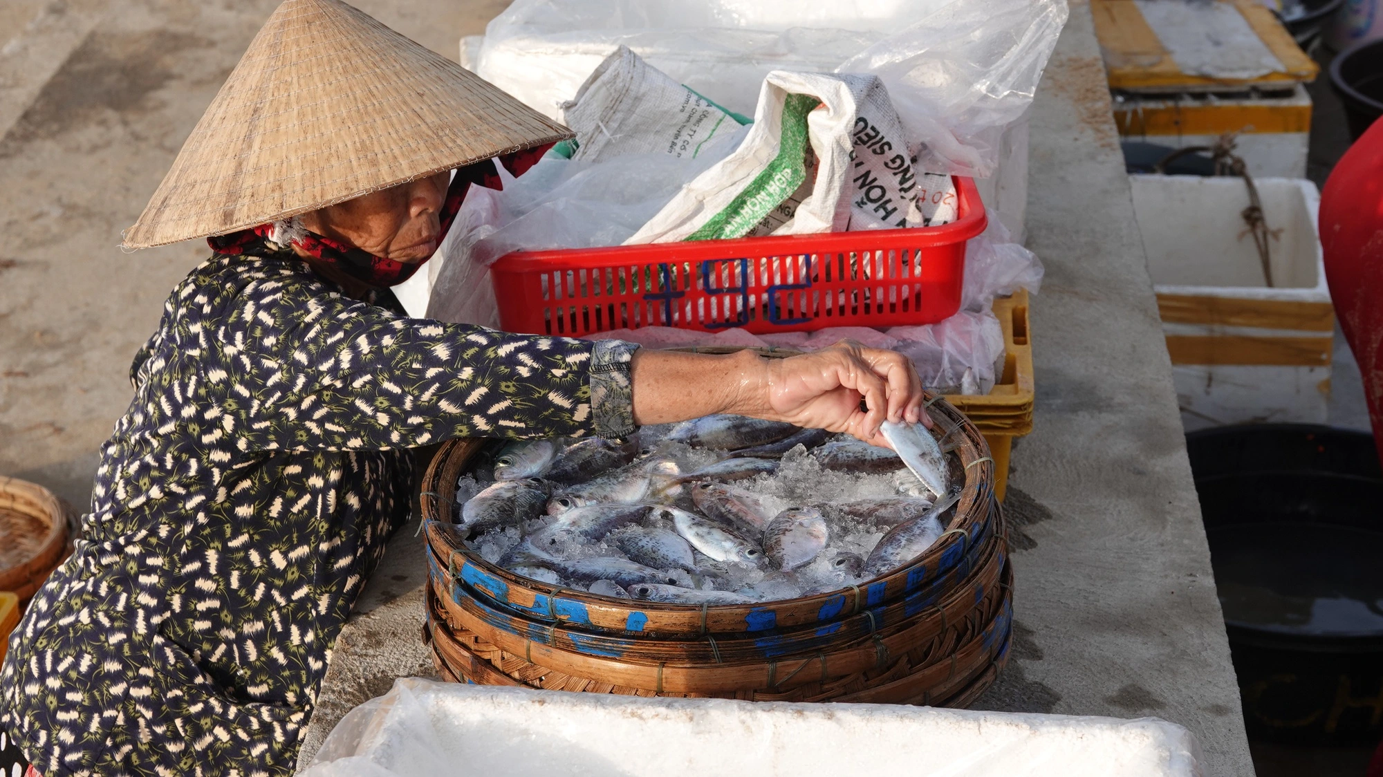 Hàng trăm phụ nữ đổ về khu chợ cá Quảng Ngãi mỗi sớm tinh mơ, cái tên lạ khiến nhiều người khó hiểu - 4