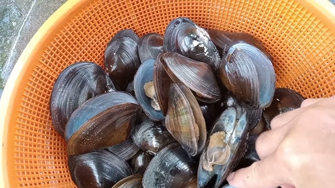 “Lộc trời” từ dưới bùn được mệnh danh là “vàng đen”, vị ngọt gây nghiện mà còn cực bổ dưỡng - 2