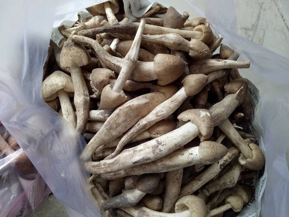 Thứ &#34;lộc trời cho&#34; giúp người Quảng Trị kiếm tiền triệu mỗi ngày: Cực hiếm lại thơm ngon bổ dưỡng, người mua tranh nhau từng rổ - 4