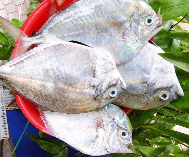 Loài cá có cái tên nghe đã thấy bao dung là đặc sản quý hiếm ở Bình Thuận, già trẻ đều mê vì phần thịt vô cùng đặc biệt - 1