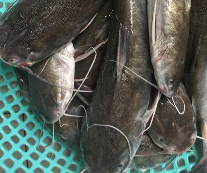 Loài cá có cái tên &#34;nguy hiểm&#34; là đặc sản Cà Mau: Đánh bắt cực khó, ăn thử một lần là mê liền - 1