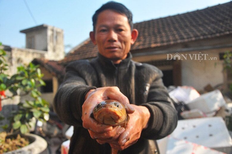 Loài cá có cái tên &#34;nhạy cảm&#34; là đặc sản chỉ có ở Ninh Bình: Xưa chỉ dùng để tiến Vua vì siêu quý hiếm - 3