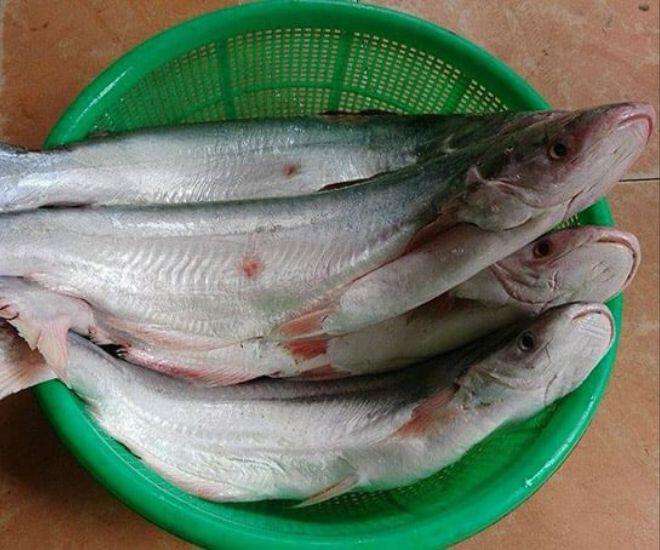 Loài cá có tên một loại quả vì tỏa ra mùi thơm phức: Là đặc sản hiếm ở Cần Giờ, giá tới 1 triệu đồng/kg khách vẫn mua hết sạch - 1
