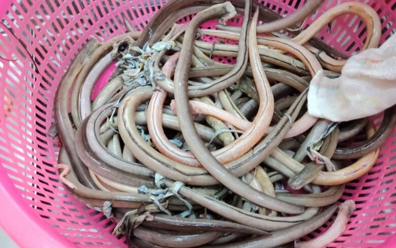 Loài cá lạ bề ngoài khiến nhiều người khiếp sợ lại là đặc sản Thanh Hóa, giá tiền triệu mà vẫn tấp nập người tìm mua - 2