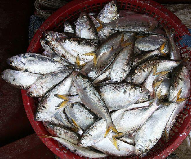 Loài cá lạ chỉ có ở Hưng Yên, cứ vào mùa là chị em đổ xô lùng mua vì cực ngon béo mà giá thì rẻ - 1