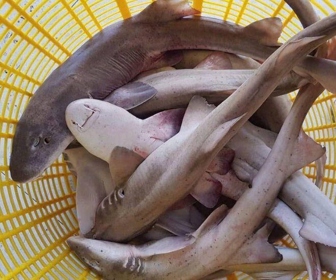 Loài cá như &#34;thủy quái&#34; ở Quảng Bình khiến nhiều người &#34;chạy mất dép&#34; lại là đặc sản cực hiếm, chỉ dùng đãi khách quý - 1