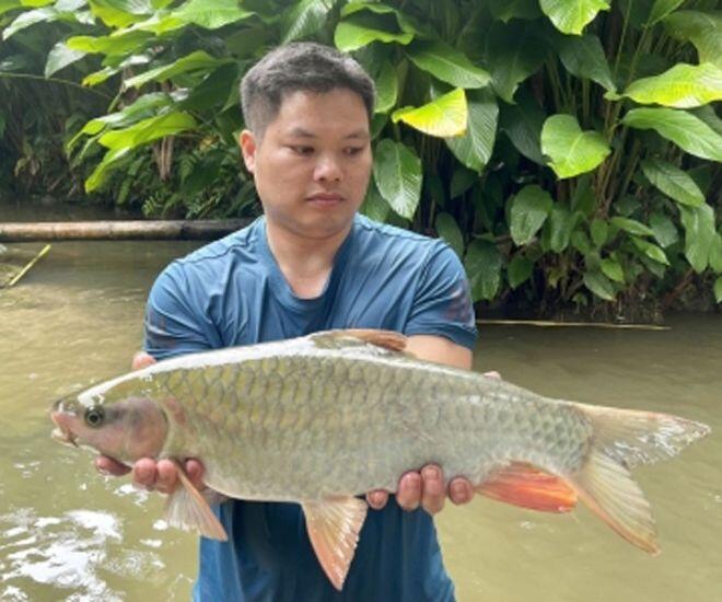 Loài cá nước ngọt cực quý hiếm xưa chỉ dùng để tiến vua, nay giới sành ăn lùng mua dù giá cao ngất - 1