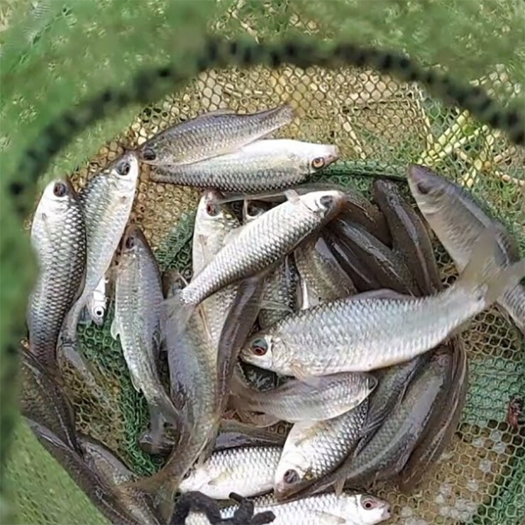 Loài cá tên lạ xưa bị chê bai nay thành đặc sản ăn một lần là mê, ngon hơn cả &#34;mâm cao cỗ đầy&#34; - 2