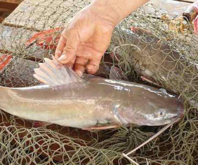 Loài cá tên lạ xưa chỉ dành cho vua chúa, nay giá tới 600.000đ/kg nhiều người vẫn tranh nhau mua - 1