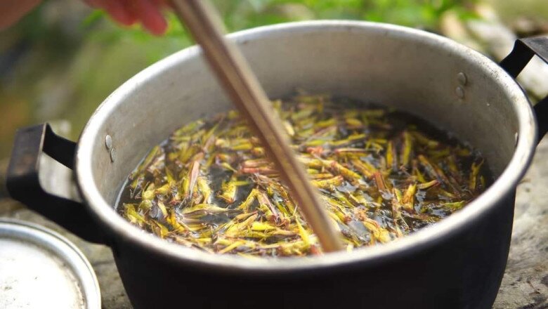 Côn trùng phá hại mùa màng giờ mệnh danh là &#34;tôm bay&#34;, vị ngon hơn thịt gà chị em lùng mua bằng được - 2