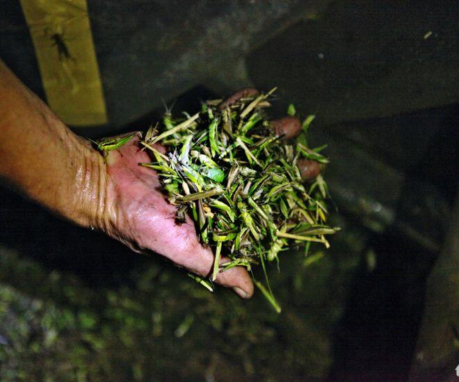 Côn trùng phá hại mùa màng giờ mệnh danh là &#34;tôm bay&#34;, vị ngon hơn thịt gà chị em lùng mua bằng được - 1
