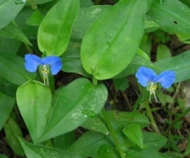 Loại cỏ dại xưa chỉ cho lợn ăn nay &#34;lên đời&#34; thành đặc sản siêu bổ dưỡng, giá đến 70.000đ/kg vẫn nườm nượp người mua - 1