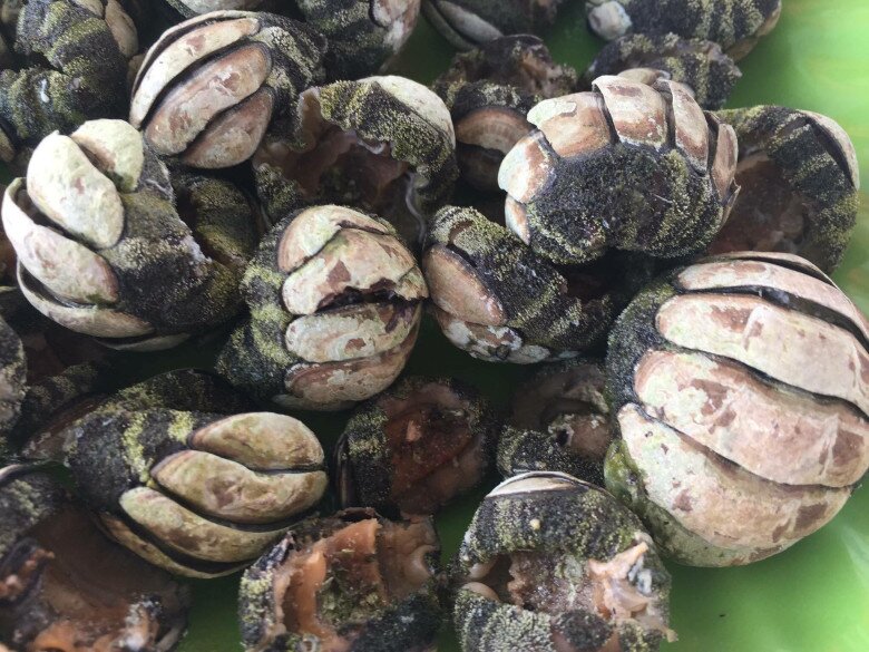 Loài có vẻ ngoài nhìn &#34;rợn tóc gáy&#34; nhưng là đặc sản hiếm có khó tìm, chỉ người sành ăn mới biết là gì - 4