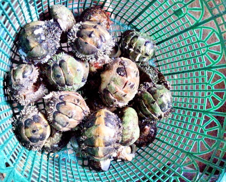 Loài có vẻ ngoài nhìn &#34;rợn tóc gáy&#34; nhưng là đặc sản hiếm có khó tìm, chỉ người sành ăn mới biết là gì - 3