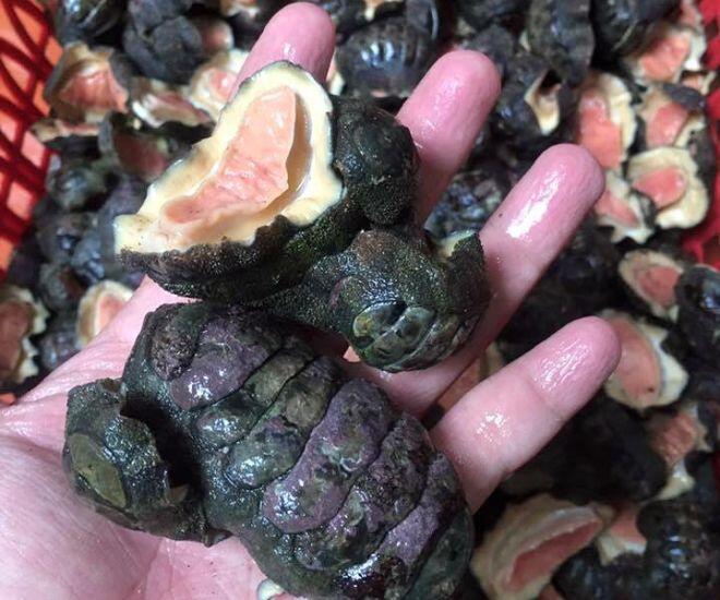 Loài có vẻ ngoài nhìn &#34;rợn tóc gáy&#34; nhưng là đặc sản hiếm có khó tìm, chỉ người sành ăn mới biết là gì - 1