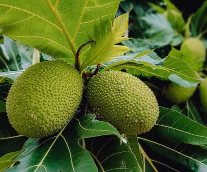 Loại quả bề ngoài như quả mít, ăn vị như khoai tây lại là đặc sản nức tiếng miền Tây &#34;thần dược&#34; cho sức khỏe - 1