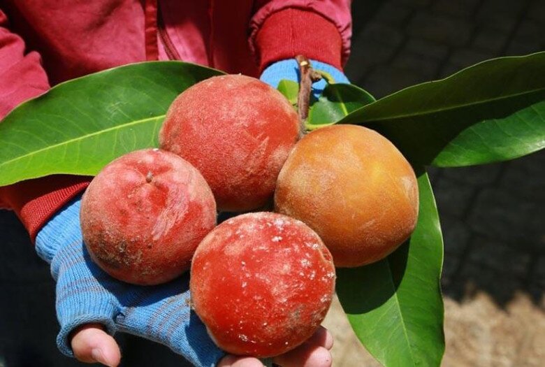 Loại quả có cái tên &#34;nên thơ&#34; là đặc sản nổi tiếng Sóc Trăng, cả quả và cây lá đều tỏa mùi thơm lạ khiến nhiều người tò mò - 2