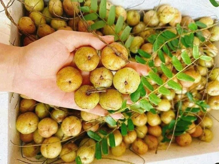 Loại quả “khổ tận cam lai” rụng đầy trên núi không ai nhặt: Từ thứ quả dại đến “cơn sốt” chợ mạng - 5