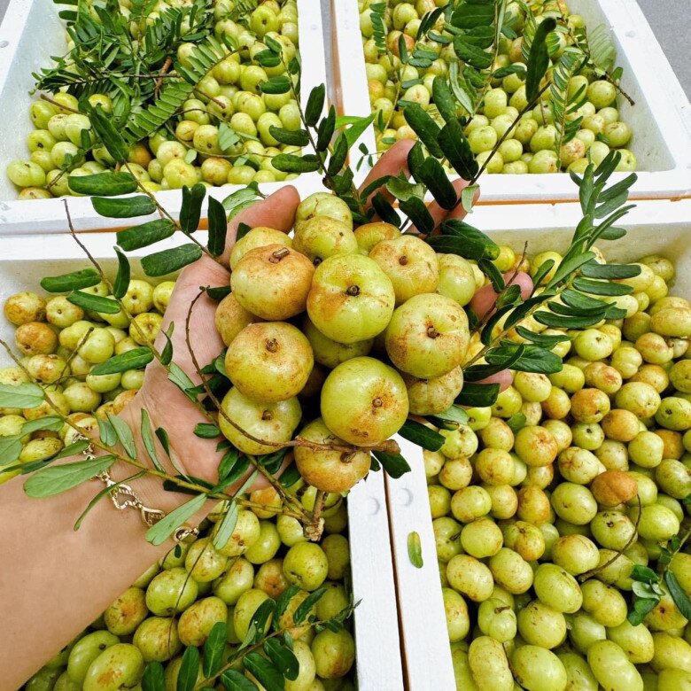 Loại quả “khổ tận cam lai” rụng đầy trên núi không ai nhặt: Từ thứ quả dại đến “cơn sốt” chợ mạng - 2