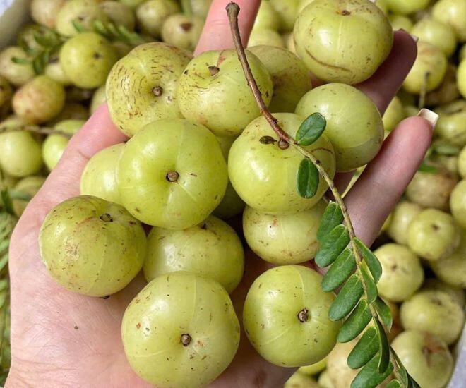 Loại quả “khổ tận cam lai” rụng đầy trên núi không ai nhặt: Từ thứ quả dại đến “cơn sốt” chợ mạng - 1