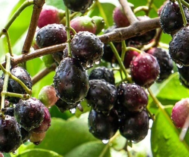 Loại quả trên rừng xưa chỉ trẻ con nhặt ăn chơi, nay xuống phố thành đặc sản giá cao gấp mấy lần vẫn ùn ùn người mua - 1