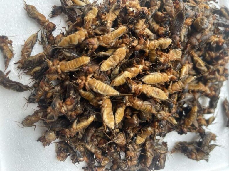 Loài vật ai cũng xua đuổi nay là đặc sản nức tiếng, giá đến gần 1 triệu đồng/kg vẫn nườm nượp khách lùng mua - 3