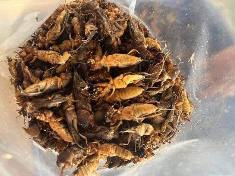 Loài vật ai cũng xua đuổi nay là đặc sản nức tiếng, giá đến gần 1 triệu đồng/kg vẫn nườm nượp khách lùng mua - 2