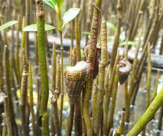 Loài vật cực hiếm ở Đồng Nai chỉ ăn lá cây, vị ngon như hải sản cao cấp, giá đến 400.000 đồng/kg - 1