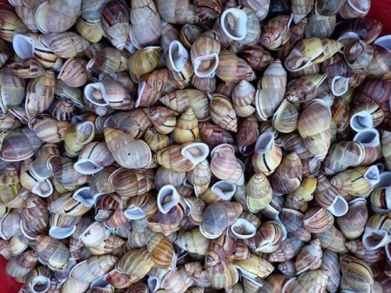 Loài vật cực hiếm ở Đồng Nai chỉ ăn lá cây, vị ngon như hải sản cao cấp, giá đến 400.000 đồng/kg - 2