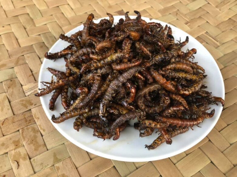 Loài vật khiến ai cũng sợ chết khiếp hóa ra là món ăn biểu tượng vùng Tây Bắc, cực hiếm chỉ dùng để đãi khách quý - 4