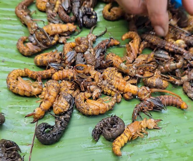 Loài vật khiến ai cũng sợ chết khiếp hóa ra là món ăn biểu tượng vùng Tây Bắc, cực hiếm chỉ dùng để đãi khách quý - 1