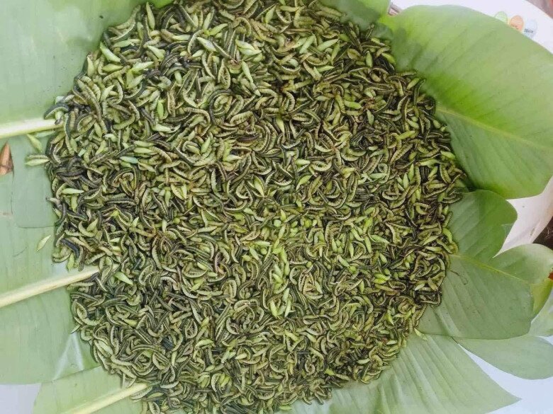 Loài vật khiến nhiều người khóc thét lại là đặc sản chỉ có ở Tây Nguyên, được mệnh danh là &#34;tôm rừng&#34; vì ăn cực ngọt béo - 4