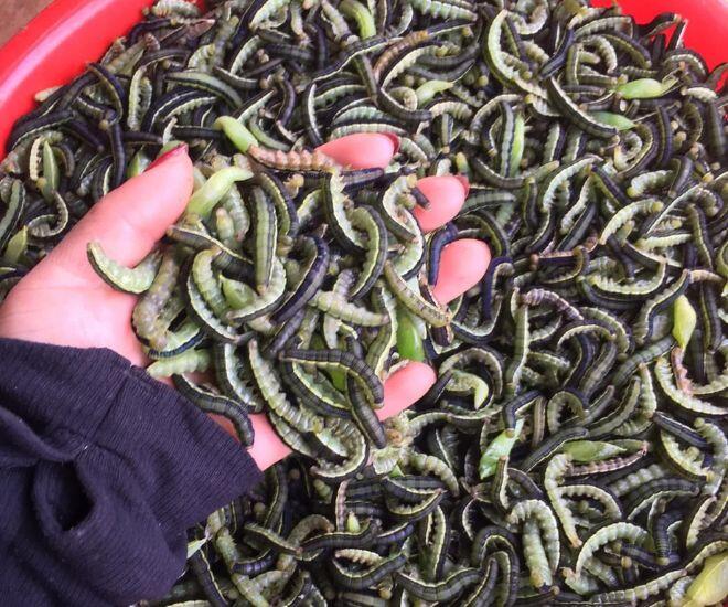 Loài vật khiến nhiều người khóc thét lại là đặc sản chỉ có ở Tây Nguyên, được mệnh danh là &#34;tôm rừng&#34; vì ăn cực ngọt béo - 1