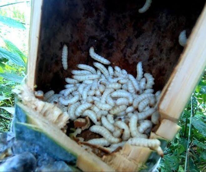 Loài vật khiến nhiều người sợ &#34;khiếp vía&#34; lại là đặc sản cực hiếm, vị giòn béo ngậy giá tới 700.000 đồng - 1