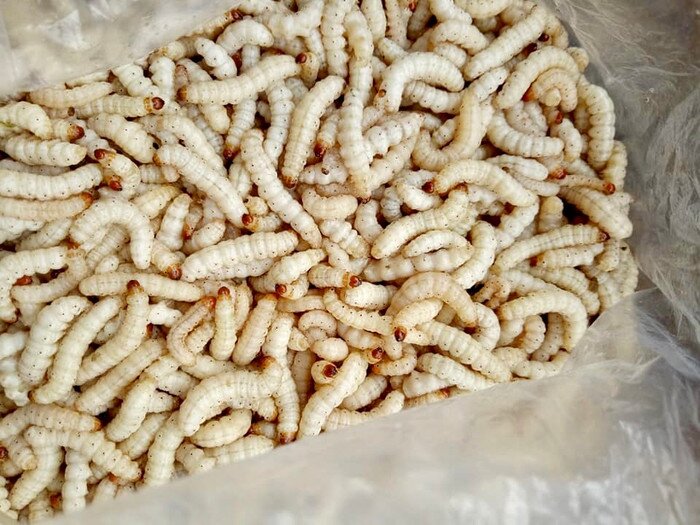 Loài vật khiến nhiều người sợ &#34;khiếp vía&#34; lại là đặc sản cực hiếm, vị giòn béo ngậy giá tới 700.000 đồng - 4