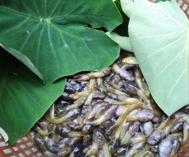 Loài vật nhìn &#34;nổi da gà&#34; lại là đặc sản ở Thanh Hóa, chuyên dùng đãi khách quý - 1