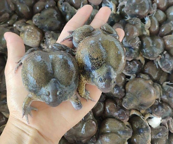 Loài vật tròn ủm trơn nhớt nhìn &#34;rợn người&#34; lại là đặc sản Bình Thuận, dân thành thị lùng mua dù giá cao vẫn hết veo - 1