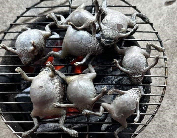 Loài vật tròn ủm trơn nhớt nhìn &#34;rợn người&#34; lại là đặc sản Bình Thuận, dân thành thị lùng mua dù giá cao vẫn hết veo - 3