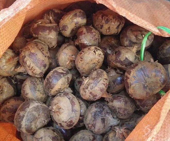 &#34;Lộc trời&#34; mọc dưới bùn xưa chẳng ai ăn, nay thành đặc sản dân thành phố lùng mua, giá đến 80.000 đồng/kg - 1