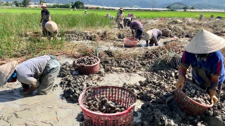 &#34;Lộc trời&#34; mọc dưới bùn xưa chẳng ai ăn, nay thành đặc sản dân thành phố lùng mua, giá đến 80.000 đồng/kg - 2