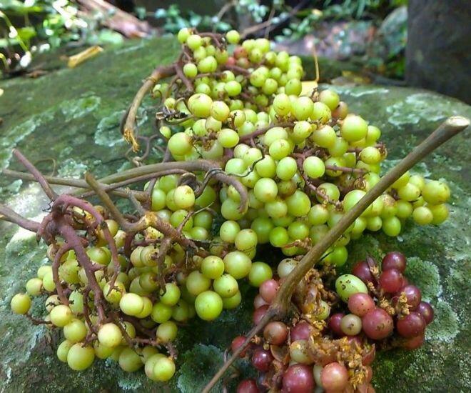 &#34;Lộc trời&#34; xưa mọc đầy rừng không ai hái, nay là đặc sản chị em lùng mua, giá cực cao vẫn hết hàng vèo vèo - 1
