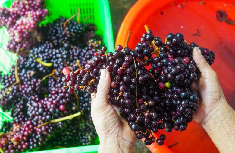 &#34;Lộc trời&#34; xưa mọc đầy rừng không ai hái, nay là đặc sản chị em lùng mua, giá cực cao vẫn hết hàng vèo vèo - 5