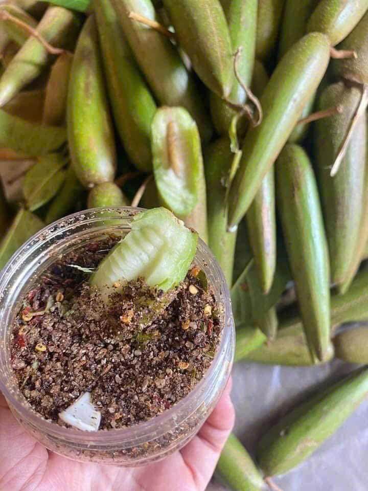 Quả dại rụng đầy trên rừng không ai hái nay &#34;lên đời&#34; thành thứ quả &#34;xa xỉ&#34;, dân thành phố đua nhau lùng mua bằng được - 4