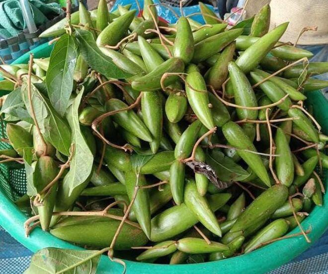 Quả dại rụng đầy trên rừng không ai hái nay &#34;lên đời&#34; thành thứ quả &#34;xa xỉ&#34;, dân thành phố đua nhau lùng mua bằng được - 1