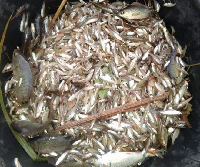 Cá &#34;nhà nghèo&#34; nay lên đời thành đặc sản dân thành phố săn lùng, đặt hàng trước cả tháng mới có - 1