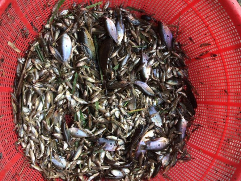 Cá &#34;nhà nghèo&#34; nay lên đời thành đặc sản dân thành phố săn lùng, đặt hàng trước cả tháng mới có - 2