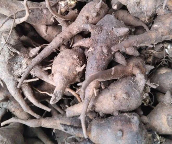 Thứ củ độc chết người lại là đặc sản chỉ có ở Hà Giang, nấu thành món cháo thơm ngon lại siêu bổ dưỡng - 1