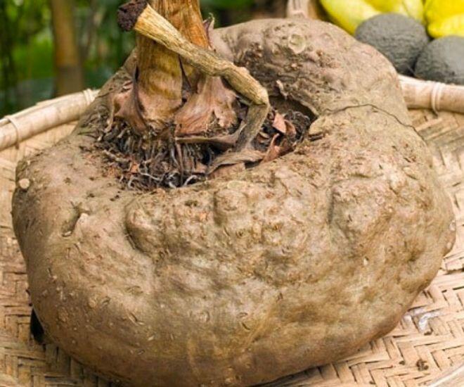 Việt Nam có thứ củ &#34;độc toàn thân&#34; chạm vào là ngứa ngáy lại là &#34;siêu thực phẩm&#34; ở nước ngoài, giá cao gấp nhiều lần - 1