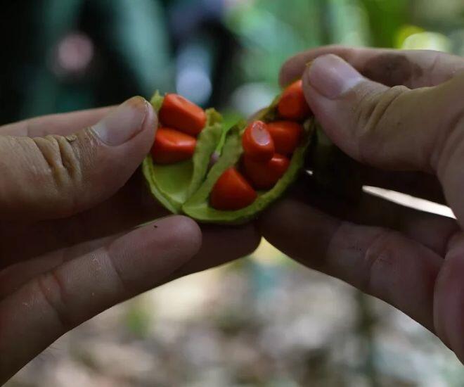 Thứ gia vị "trời cho" chỉ đại gia mới dám mua, được mệnh danh là "vàng đen" có tiền chưa chắc được sở hữu - 1