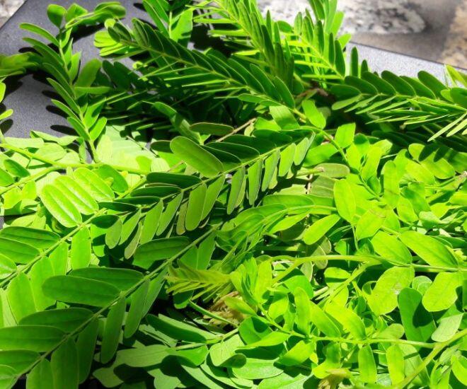 Thứ lá bé xíu không ai ngó ngàng lại là nguyên liệu nấu thành &#34;mâm cao cỗ đầy&#34; của người Bình Thuận - 1